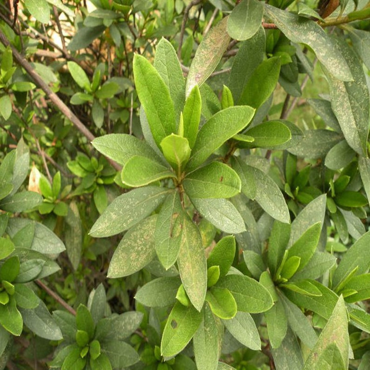 成都大量批发春鹃杯苗