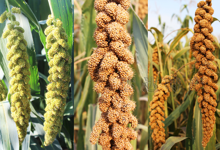 厂家提供 大黄米黄粟子白粟子熟化小米 谷子低温烘焙五谷杂粮