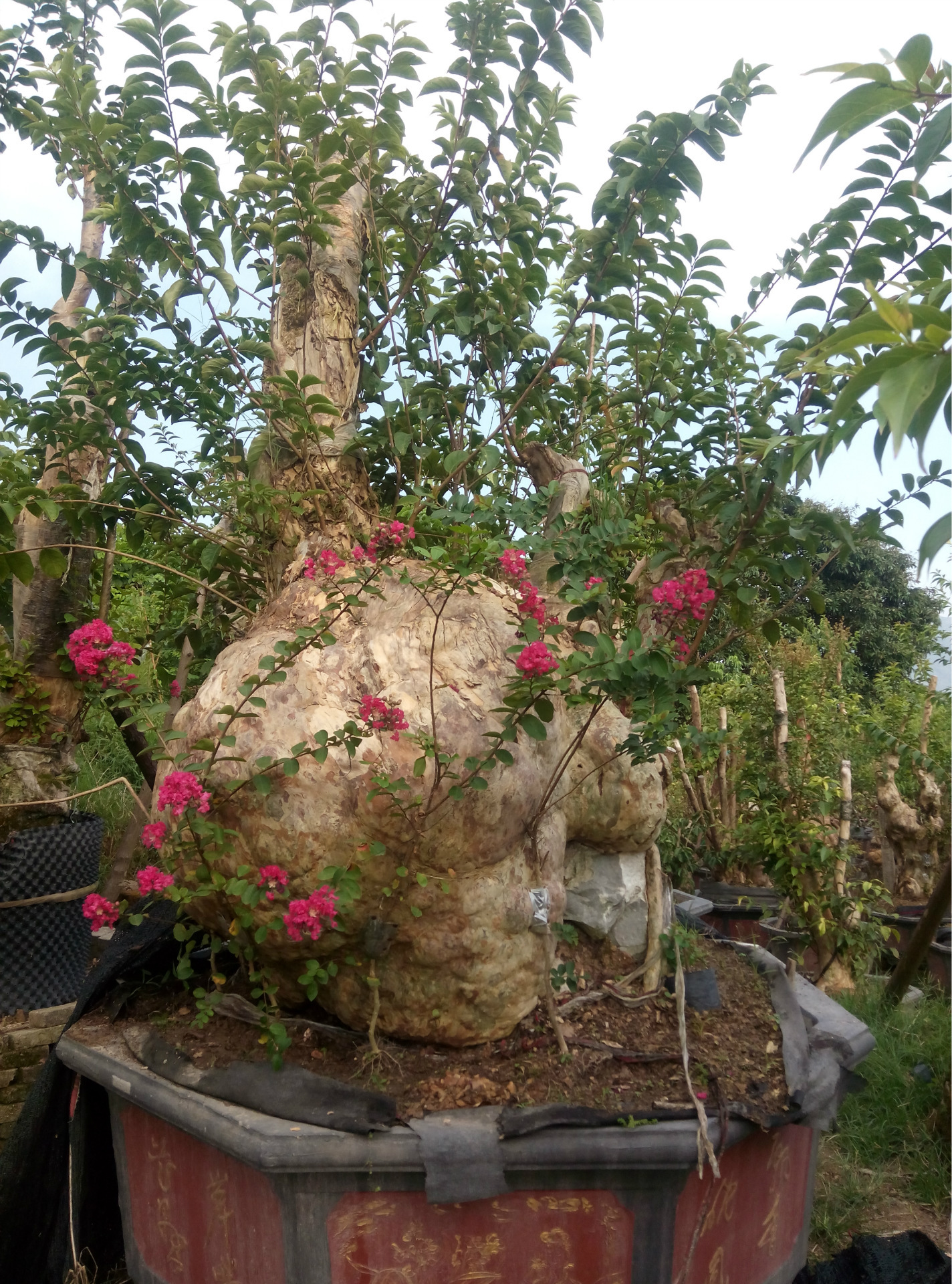 紫薇盆景紫薇树桩盆景】