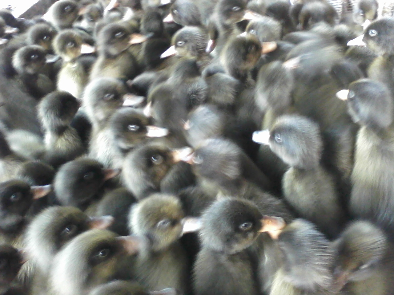 优质金定鸭 蛋鸭公苗抗病力强 成活率高 价优