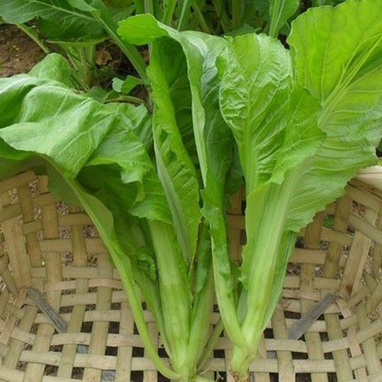 大坪埔大肉包心芥[1]品种名称:大坪埔大肉包心芥品种类别:芥菜[2] 2