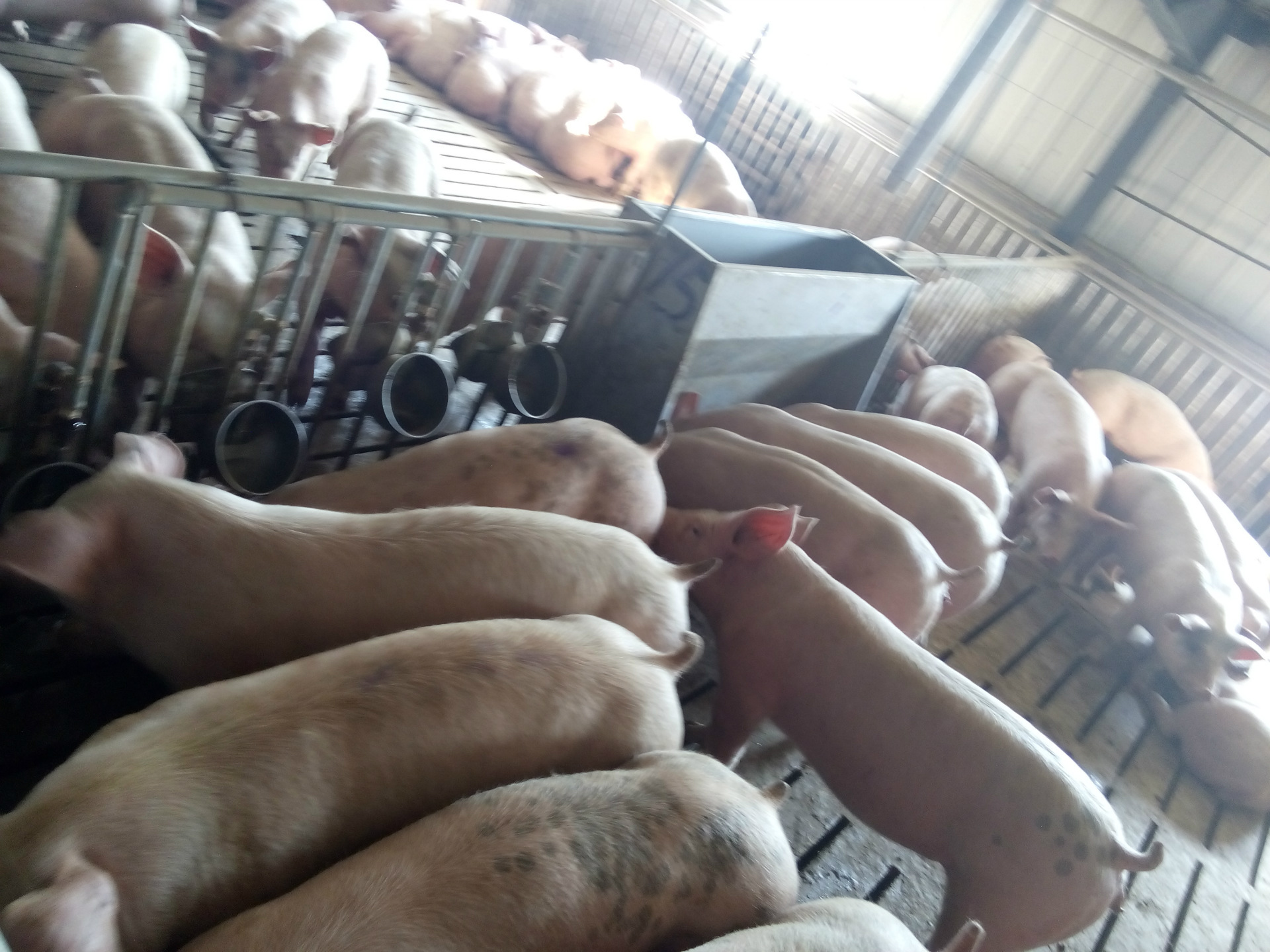 猪场自动化喂料设备 喂育肥猪料槽 一件批发 厂家直销