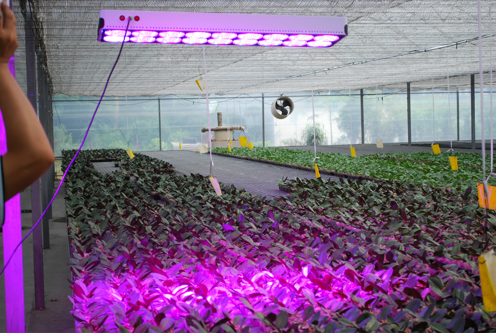 3w 大功率科瑞灯珠 360w 全光谱apollo10 led植物生长灯