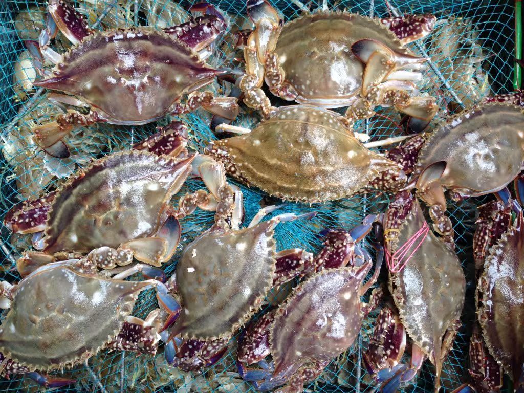 批发鲜活红膏梭子蟹5两左右每只精品一级海蟹海产品水产品海鲜