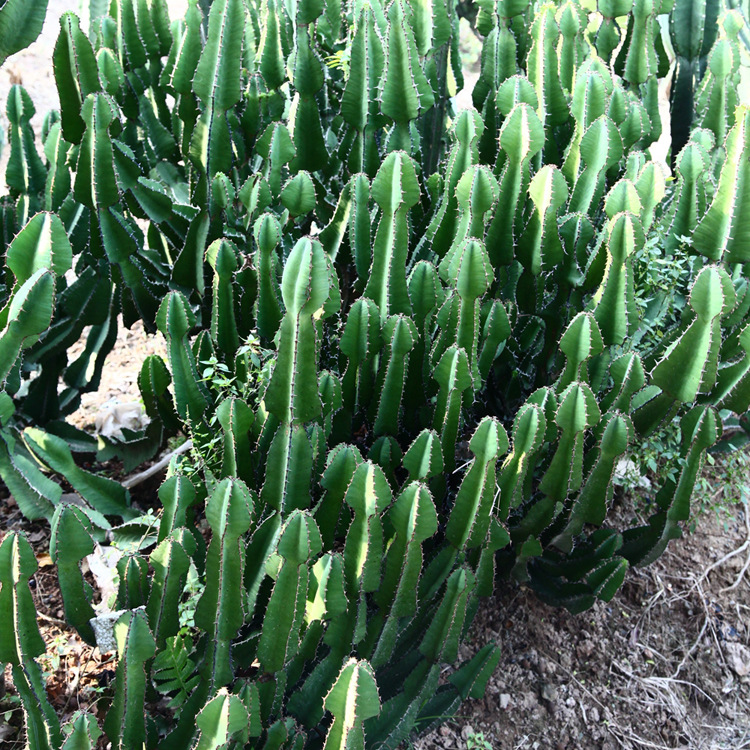 仙人掌多肉浆植物批发 双子叶植物大戟科琉璃塔 景观布置植物批发
