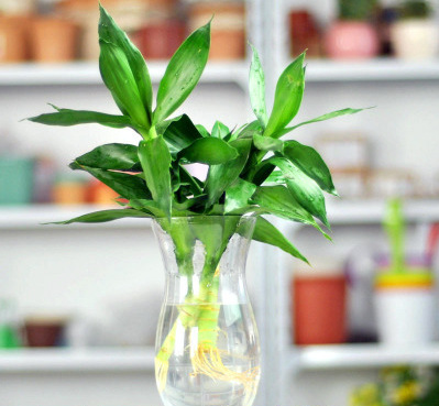 水培观音竹 富贵平安竹 桌面摆放水养花卉绿植 江浙沪皖包邮