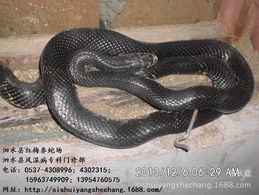 棕黑锦蛇带蛋母蛇,蛇蛋,蛇苗,青年蛇及3斤以上商品蛇.