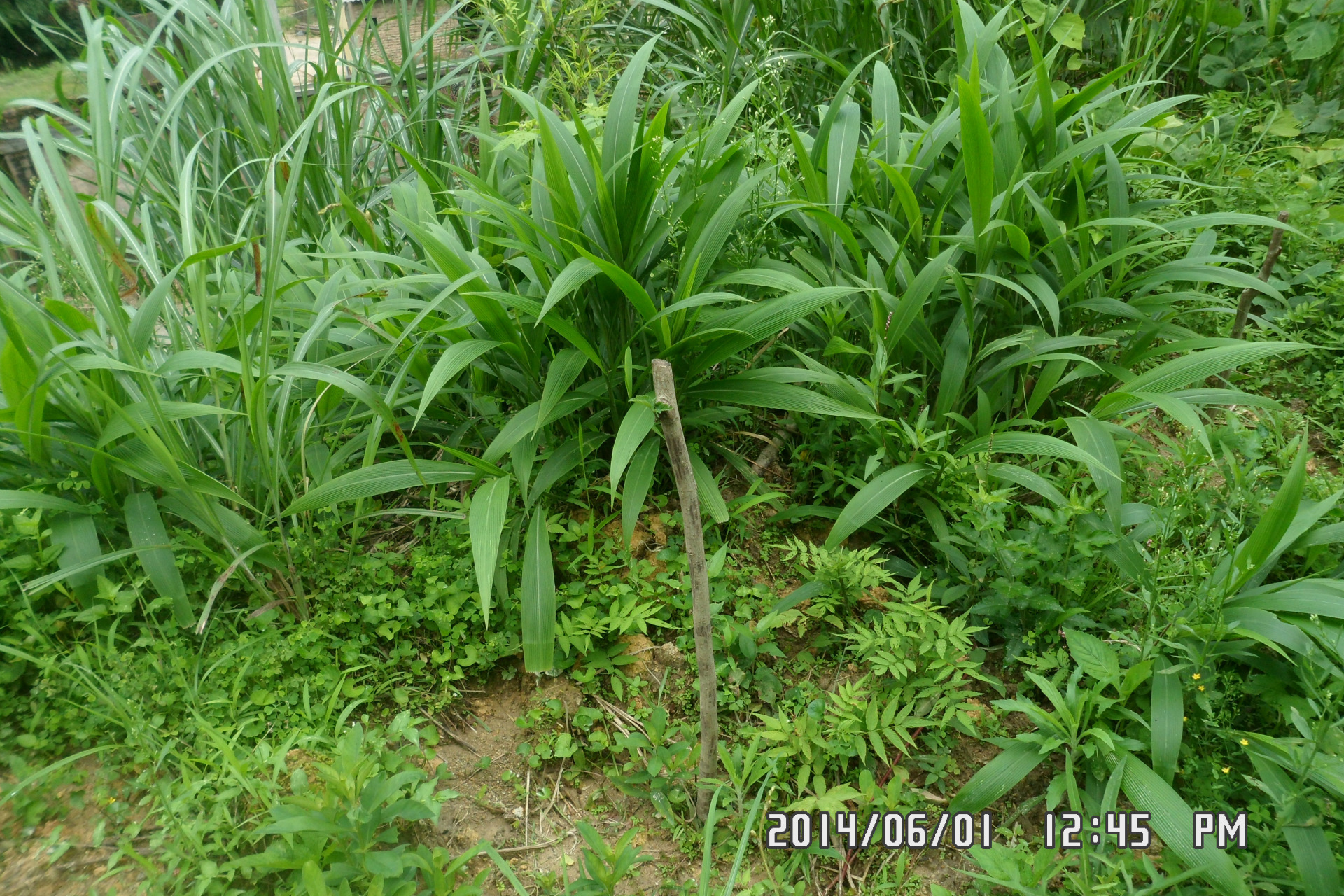 福建土楼金针根又名黄花菜根鲜品