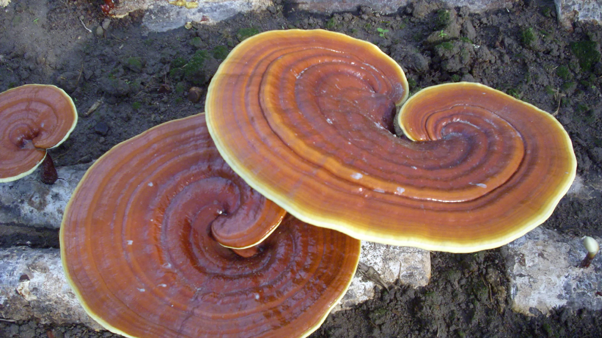 龙泉灵芝之乡开始供应韩芝优质特级种菌种原种