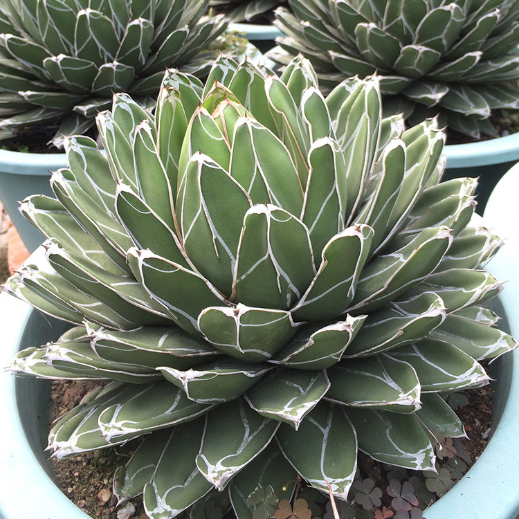 丸叶世之雪龙舌兰科属热带沙生多肉植物花卉景观绿化品种球