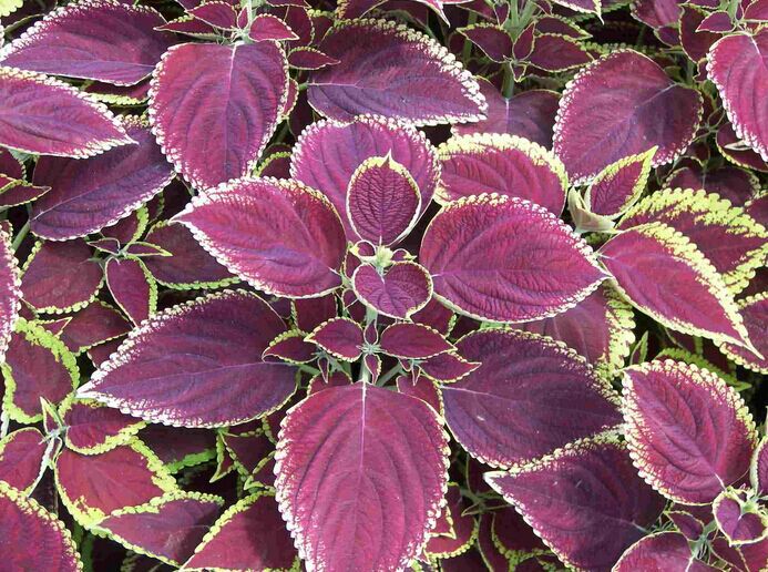 我要发芽 花卉种子 彩叶草种子 五彩苏 洋紫苏 五色草耐寒35粒/包