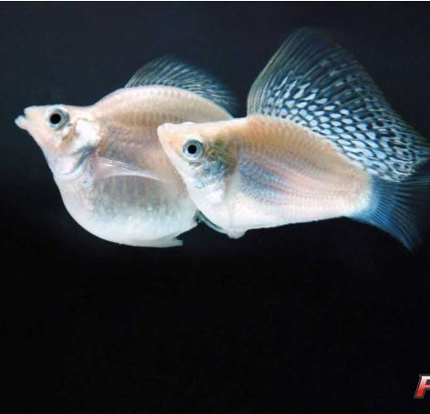 热带观赏鱼批发 清洁鱼反游猫倒游鲶鱼