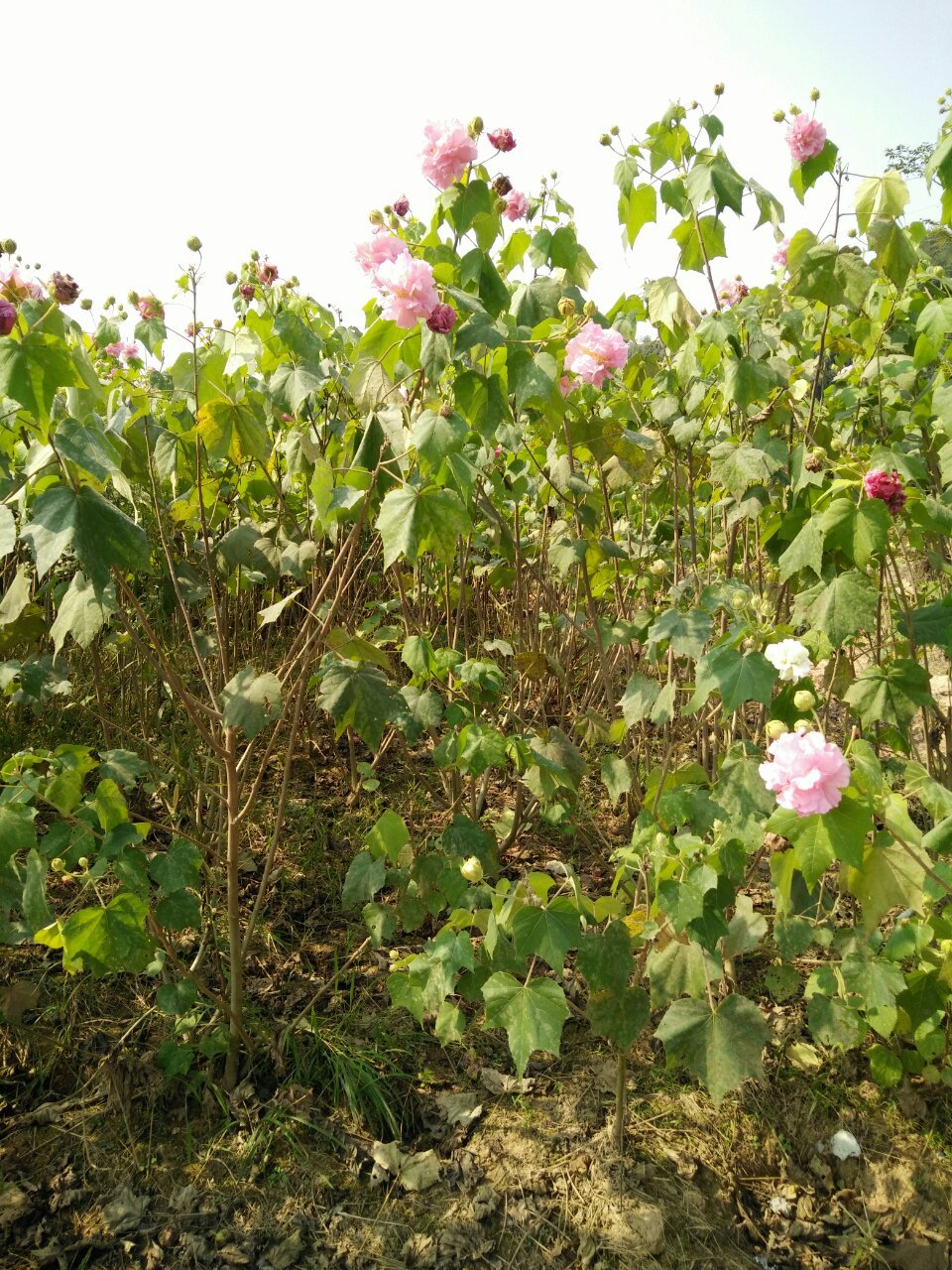 批发绿化苗木丛生木芙蓉树苗木芙蓉花卉苗成活率高价格低
