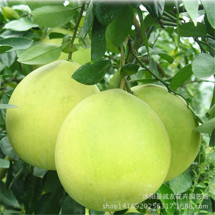 柚子树苗_蜜柚苗 红心 南方北方盆栽柚子 当年