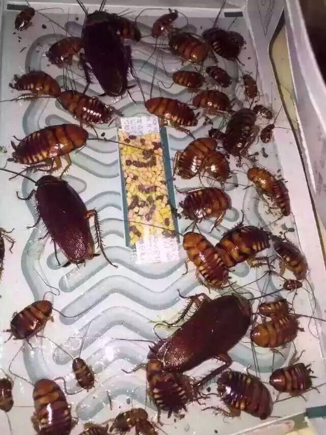 泰国正品 hoy hoy trap a roach 蟑螂屋小强药蟑螂