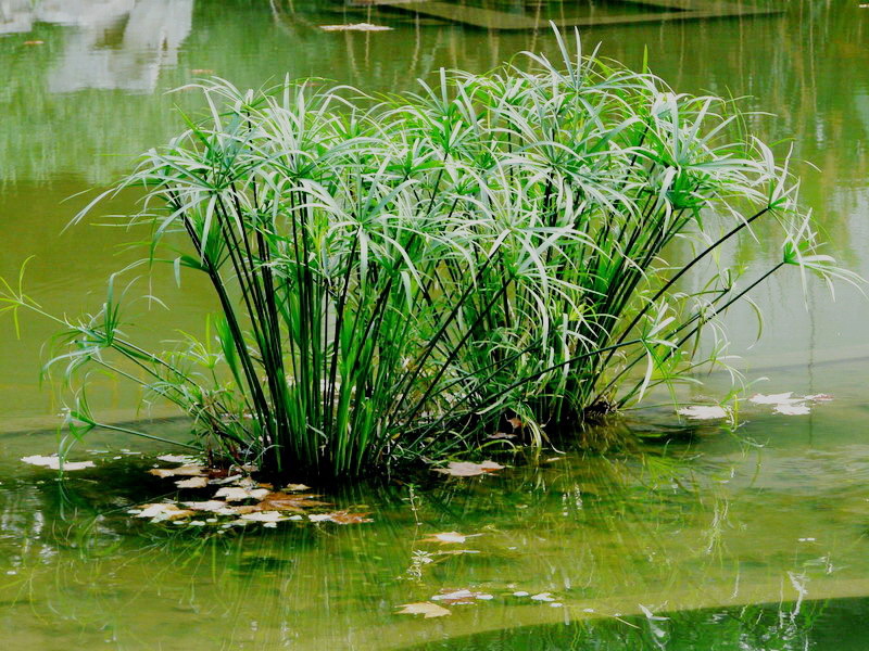 供应水生植物旱伞草 江苏沭阳新河旱伞草