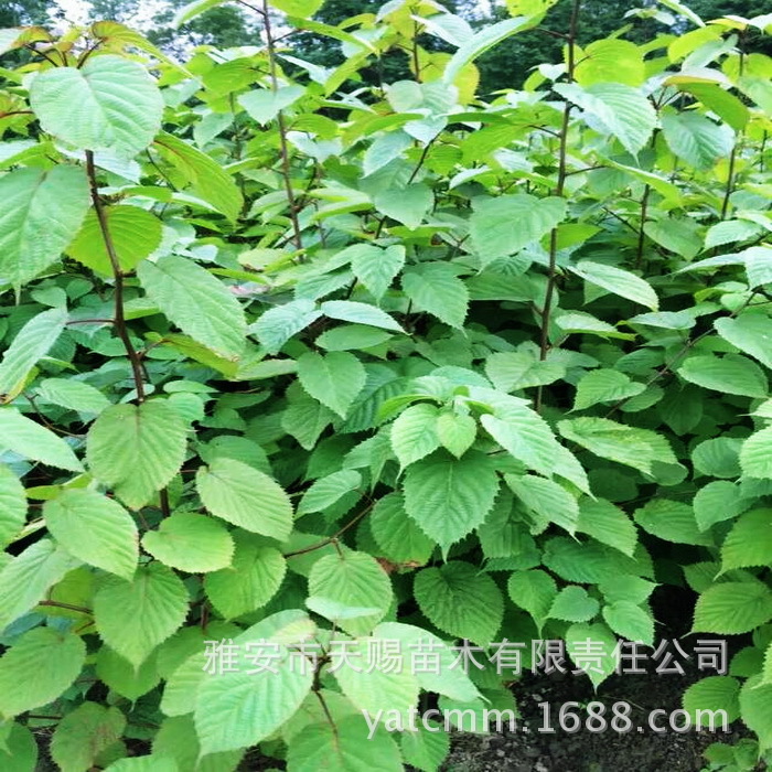 基地直销珙桐鸽子花树苗别墅庭院观赏植物珍稀名贵绿植盆栽水梨子