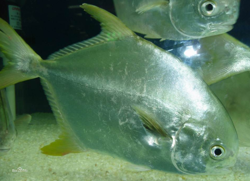 厂家新鲜活大鲳鱼长鲮婆子渤海湾海鲜水产特大平鱼可