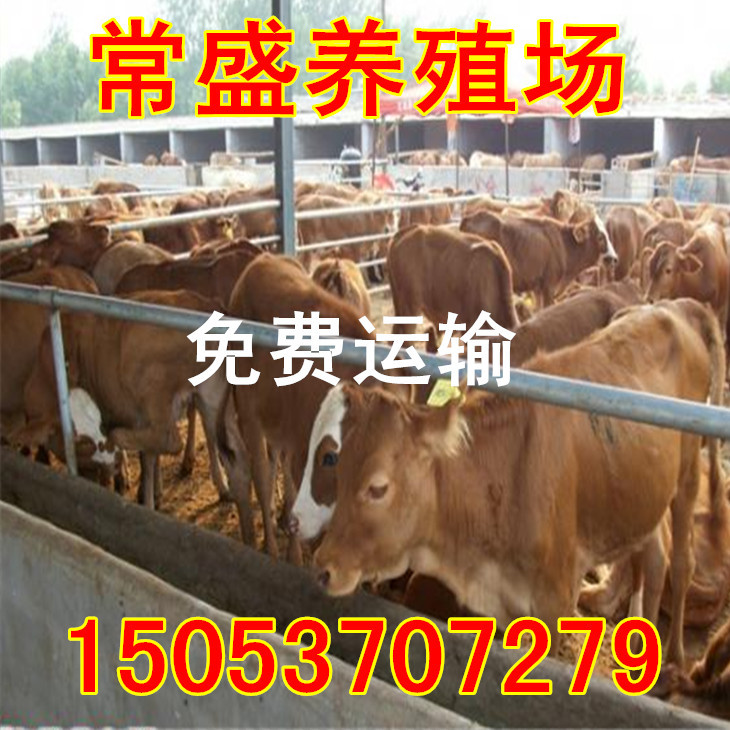 七台河职业学院_七台河养奶牛收入多少(3)