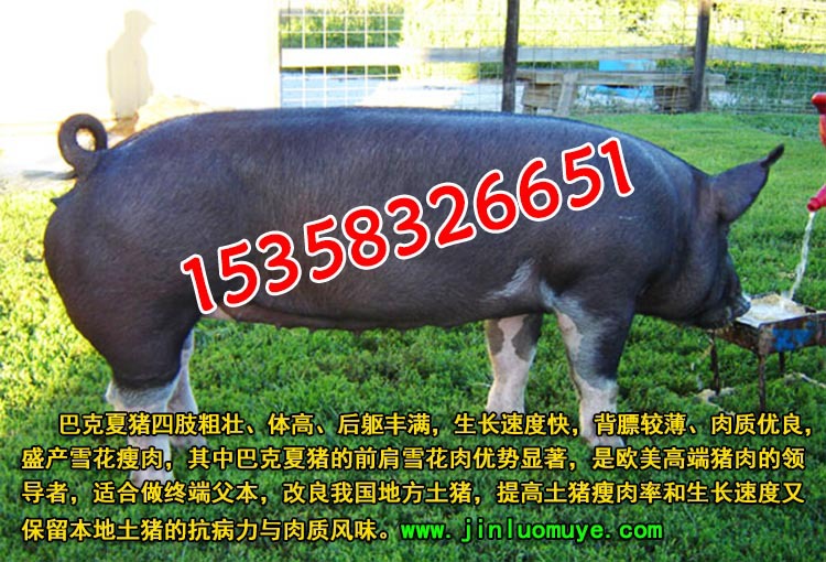 巴克夏小母猪-新美系巴克夏母猪价格瘦肉型黑母猪-肉质好的猪种