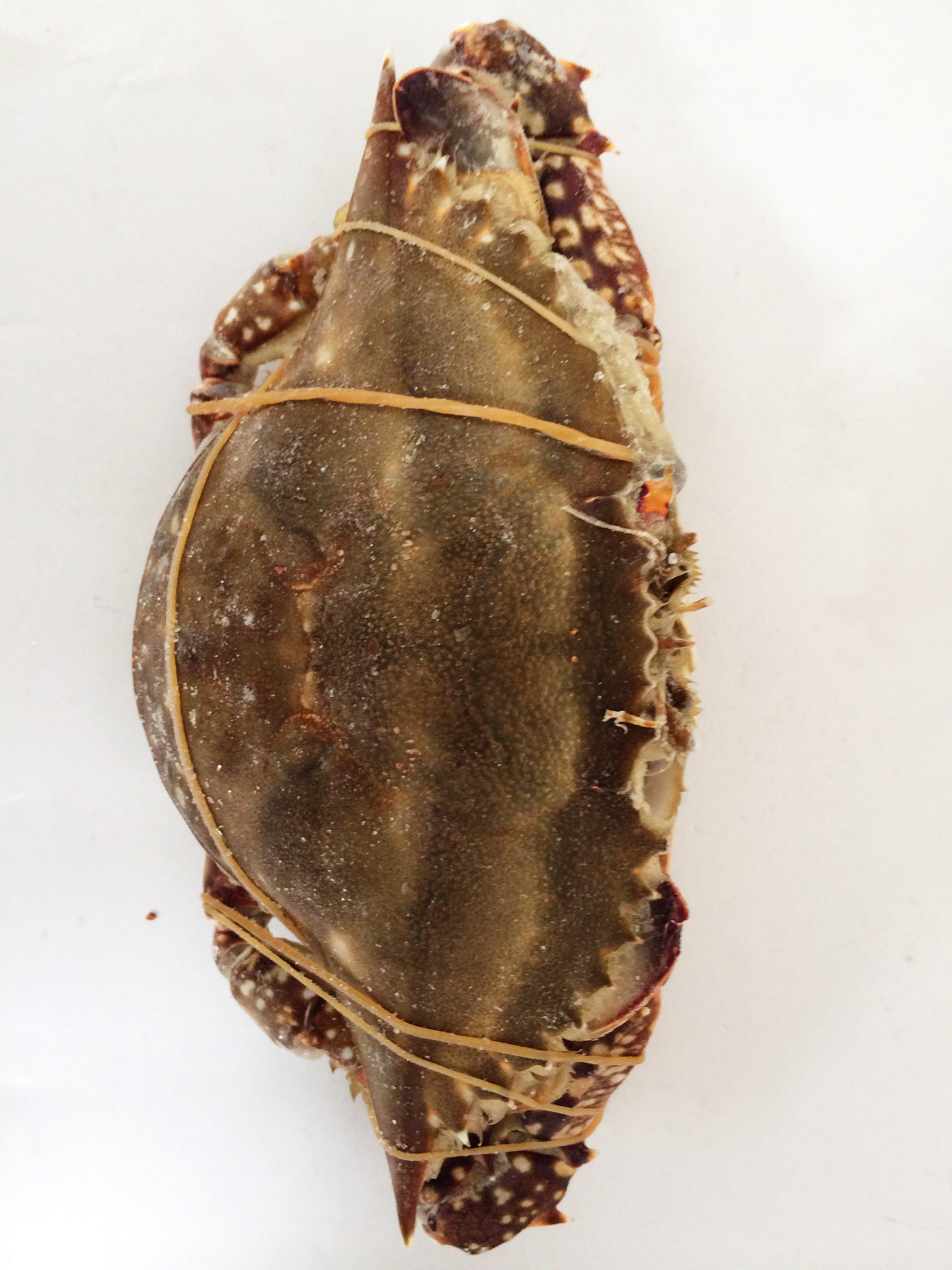 红膏梭子蟹,规格200-300g,舟山海鲜,厂家直销,价格请来电咨询