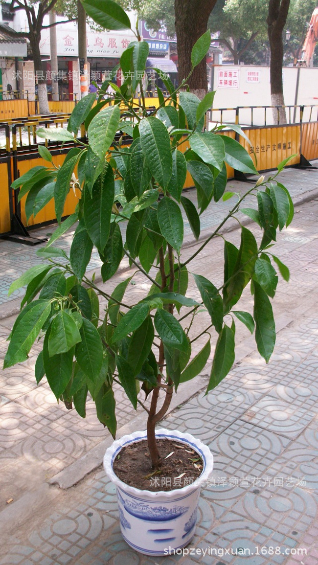 批发白兰花树苗 盆栽花卉盆景绿植 香味独特 庭院办公植物