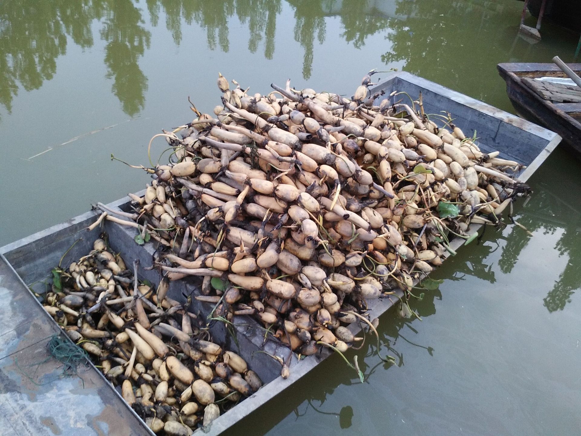 供应池塘莲藕 莲藕藕种价格 高产浅水藕种种植技术-浓香型白酒产业网
