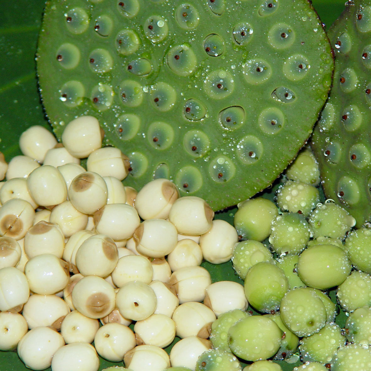 批发供应去芯莲子磨皮白莲子红莲子 莲子干1000克 品质保正