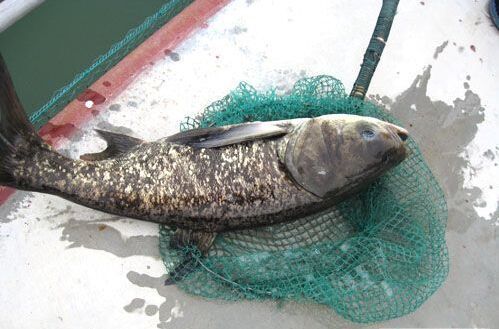 千岛湖有机鱼,千岛湖包头鱼胖头