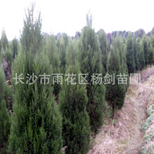 塔柏树高度1-1.5-2米塔柏树苗 常绿灌木 四季常靑道路山坡绿化