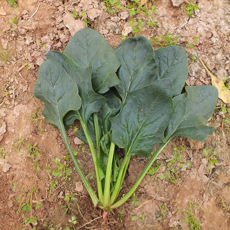 进口圆叶厚叶黑叶菠菜种子388大叶菠菜籽蔬菜种子耐寒 原装300克