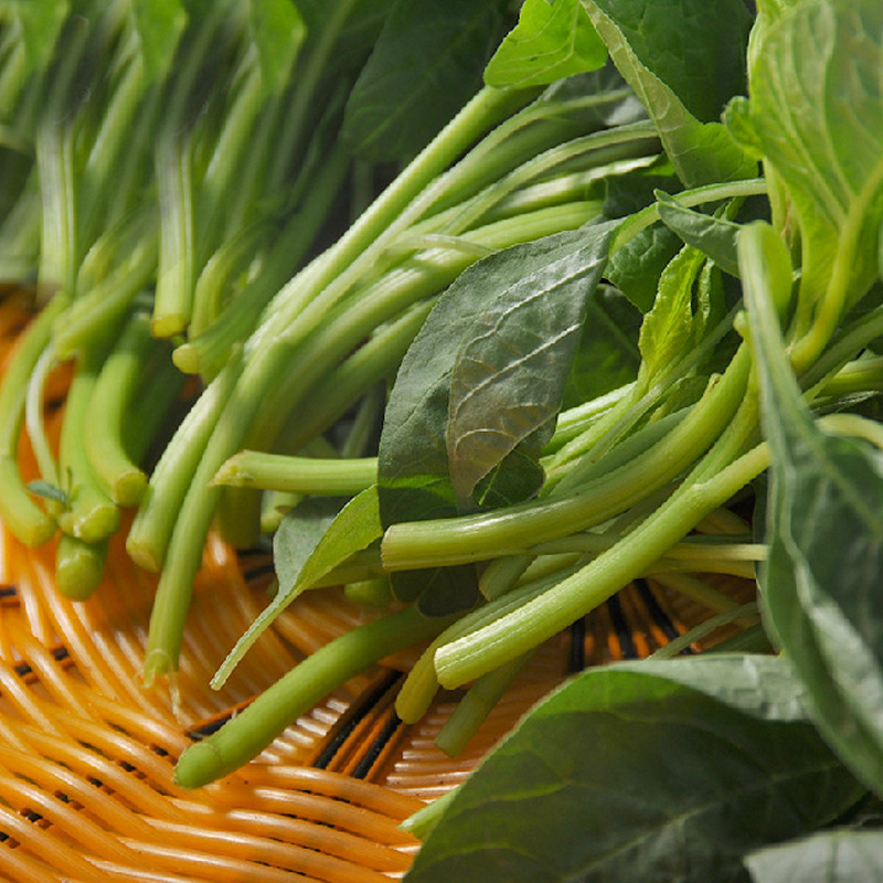 农场绿色苋菜苗 汉菜苗 青香苋苗 新鲜绿色蔬菜500g 绿叶菜