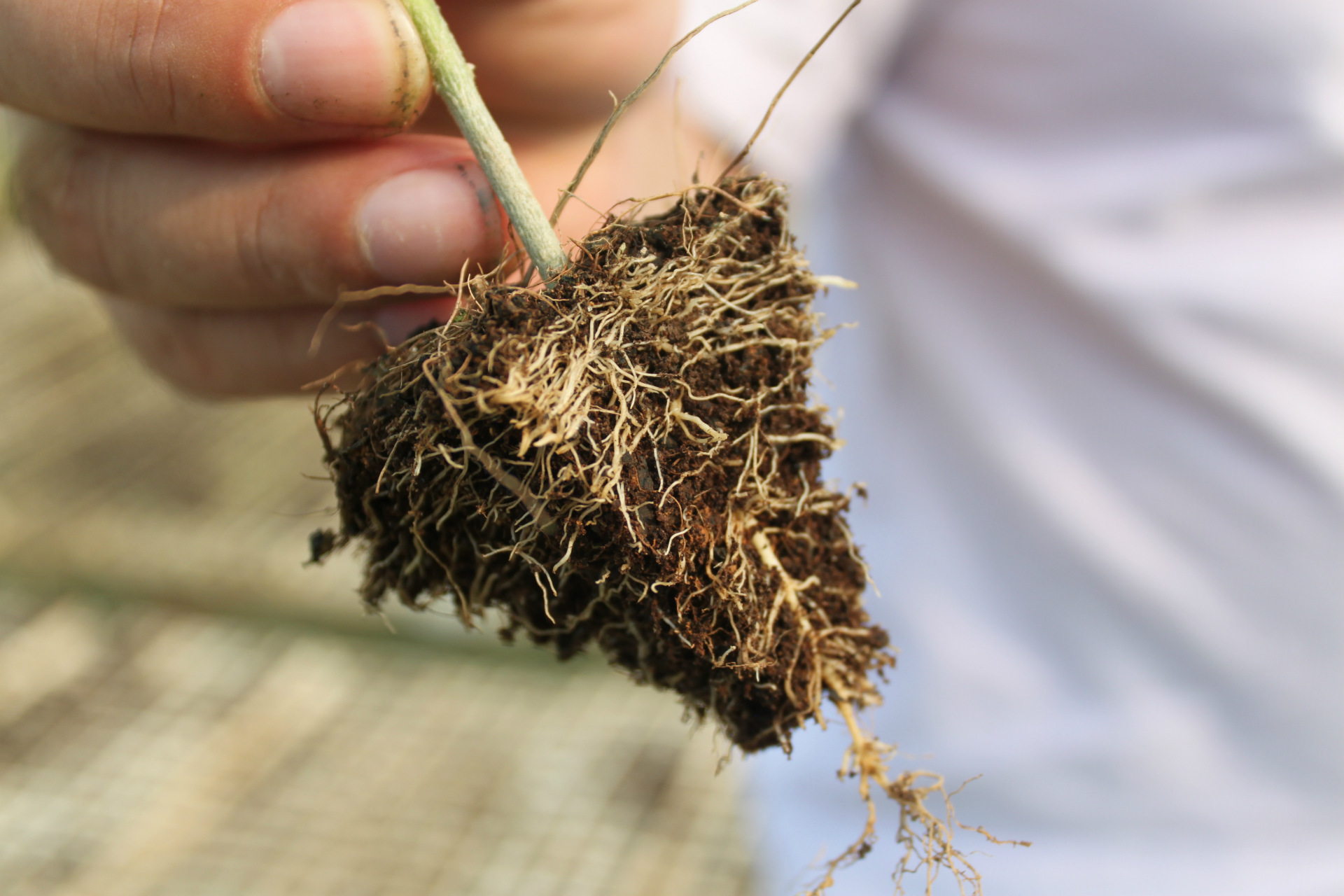 生升 科学配方蔬菜育苗基质育苗肥漂浮育苗基质营养土泥炭土基质