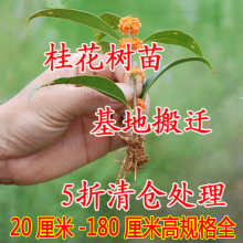 桂花树苗 实生桂花小苗 桂花盆栽 地栽苗 四季桂金桂丹桂沉香桂