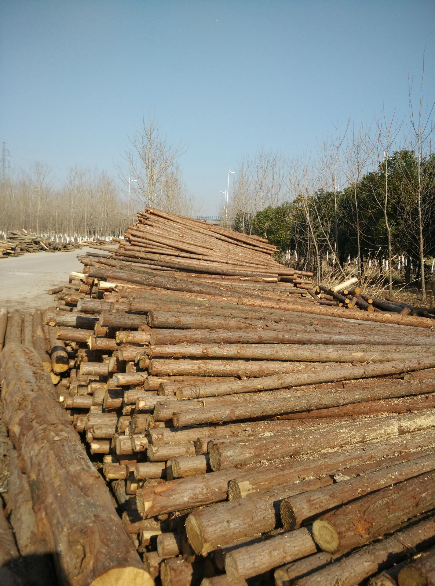 产地直销优质园林绿化杉木支撑 支撑架 河道桩 绿化树木支撑架