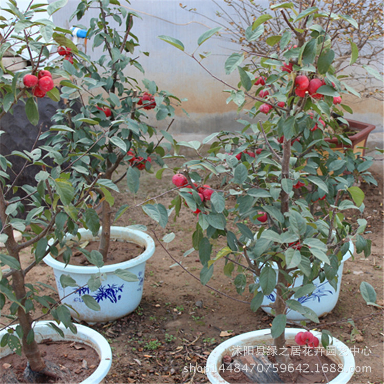 基地直销 贵人果海棠盆栽室内绿植花卉盆栽阳台地栽南北方种植