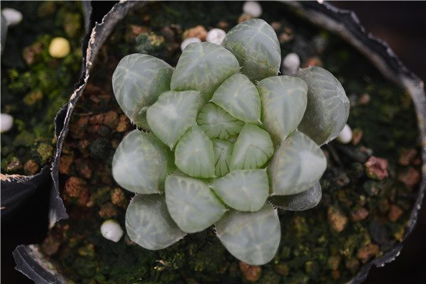 宫灯玉露 4cm 批发 十二 仙人球 多肉植物小盆栽