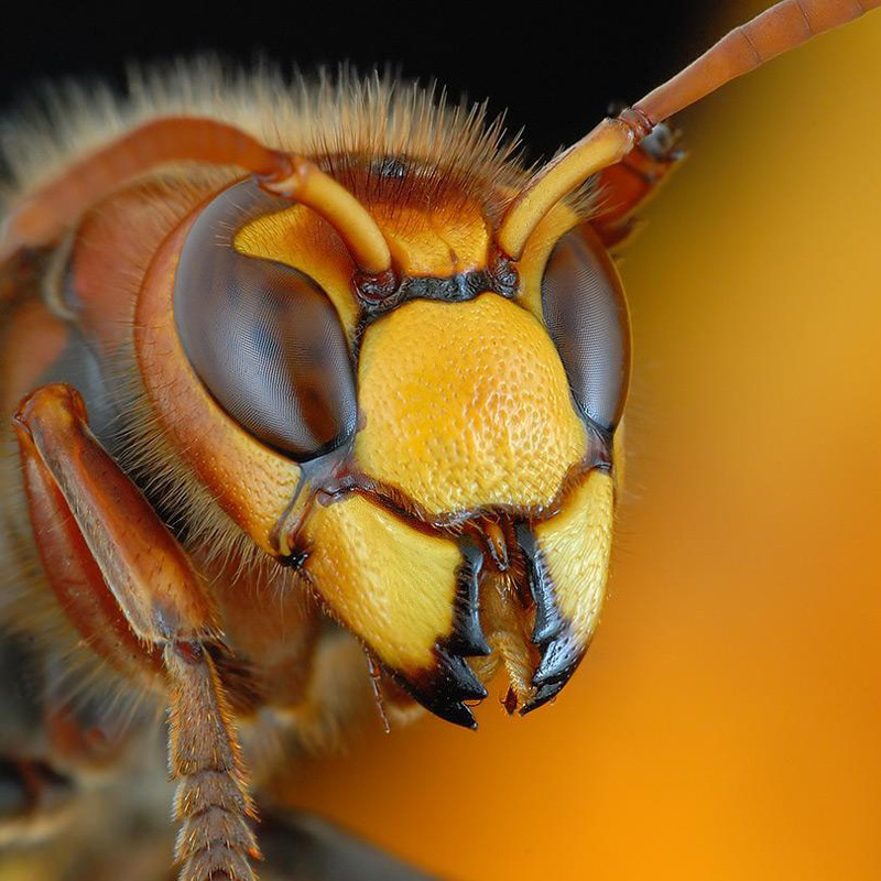水光马蜂引诱剂和诱捕器