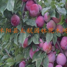 西梅皇后李子苗_西梅皇后李子苗. 盆栽秋小姐