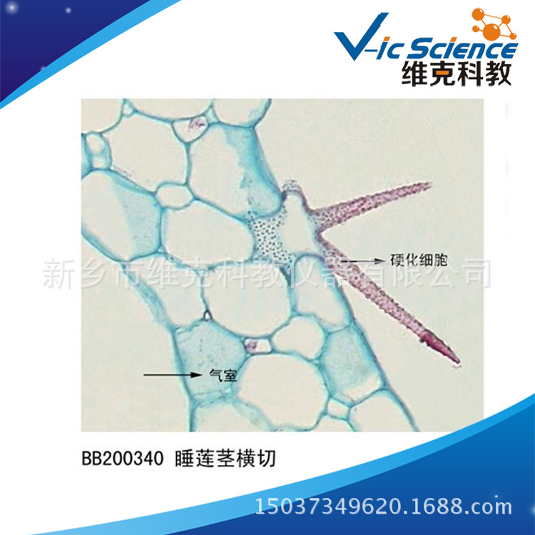 睡莲茎横切 生物切片 植物类装片 茎及茎的变态 显微镜专用