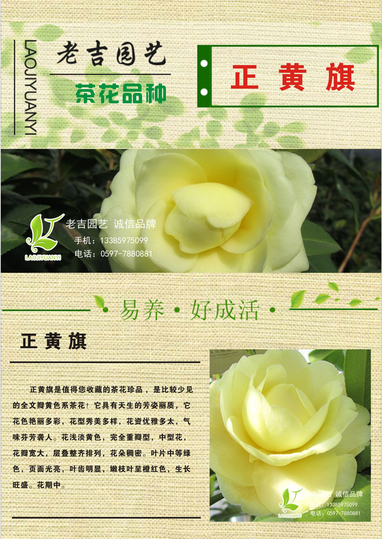 茶花 正黄旗 茶花苗 盆栽 黄色山茶花 名贵茶花品种