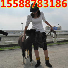 马英文_马英文价格_优质马英文批发\/采购