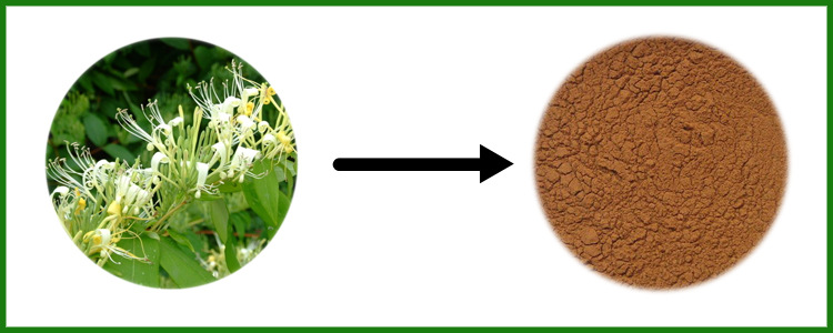金银花提取物_金银花提取物 绿原酸