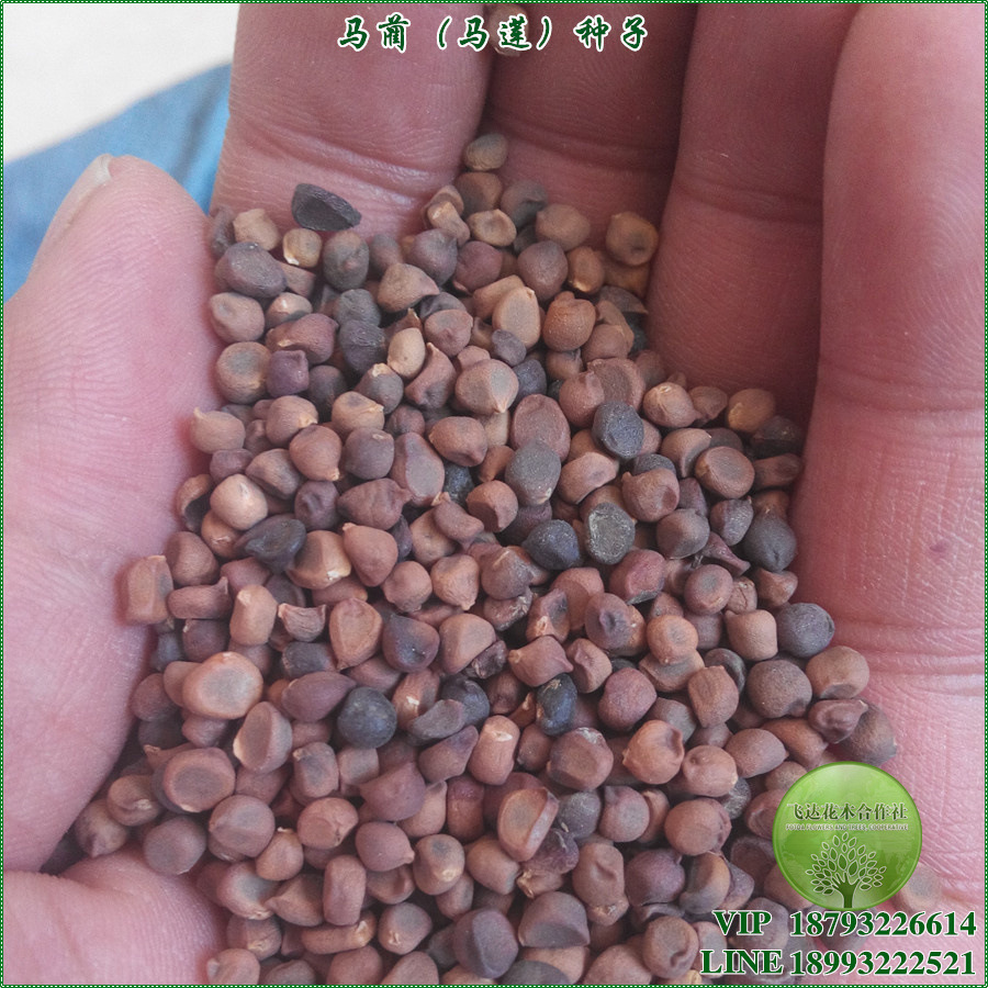 马蔺 马莲花 马兰花 马帚子 种子 籽种 基地采摘 新种 全年热卖