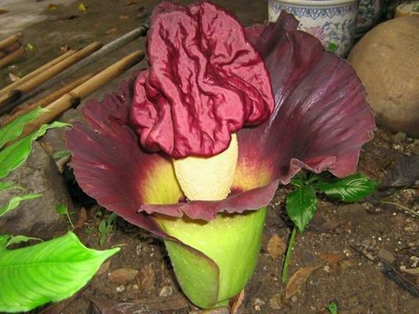 疣柄魔芋盆栽景观魔芋热带大型观赏魔芋种子魔芋霸王花