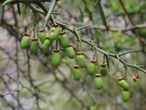 炮筒果/梅花刺/青刺尖提取物 攻毒 天然提取 包邮