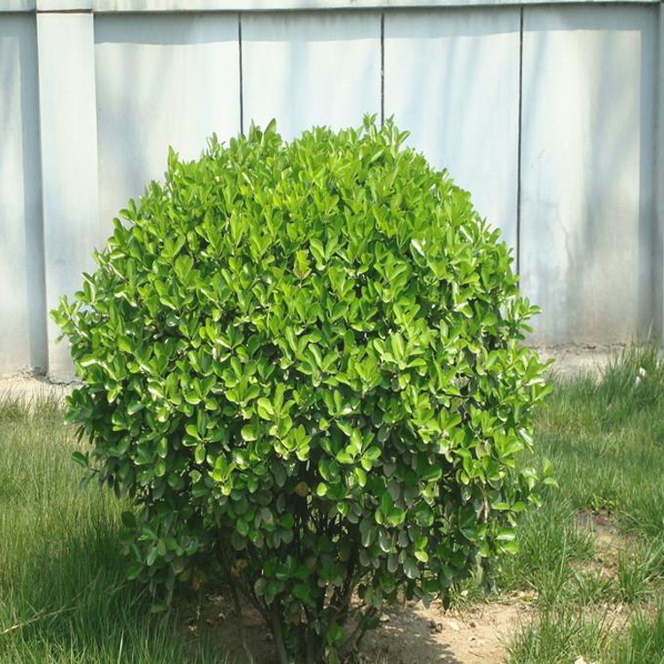 基地直销 雀氏黄杨球 规格齐全 货源足 黄杨球批发 量大优惠