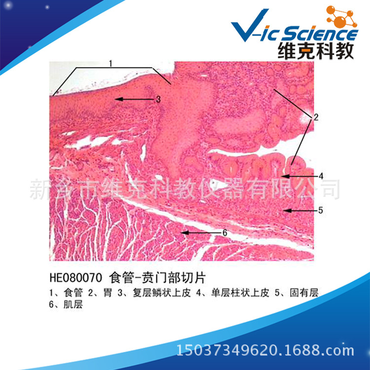 食管-贲门部切片 组织学与胚胎学 消化系统 动植物切片 显微玻片