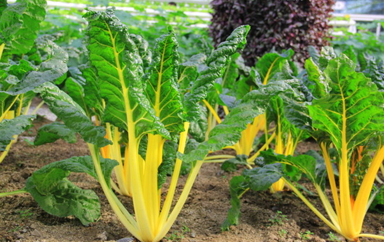 绿金蓝金帆叶用黄甜菜种子金叶甜菜牛皮菜根达菜盆栽观赏蔬菜种子