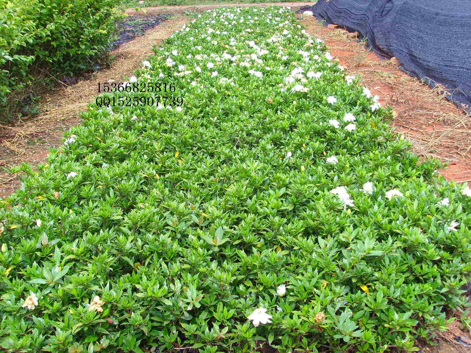 基地批发栀子花小苗 大叶小叶栀子花 供应各种绿化苗木 量大从优